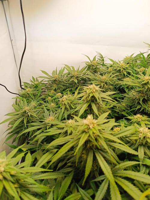 Blackberry Moonrocks [Söltjer Berry]. Week 13