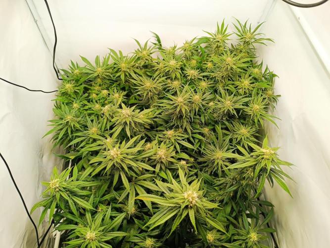 Blackberry Moonrocks [Söltjer Berry]. Week 13