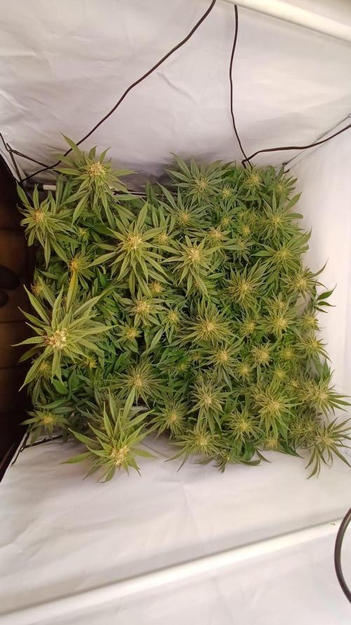 Blackberry Moonrocks [Söltjer Berry]. Week 14