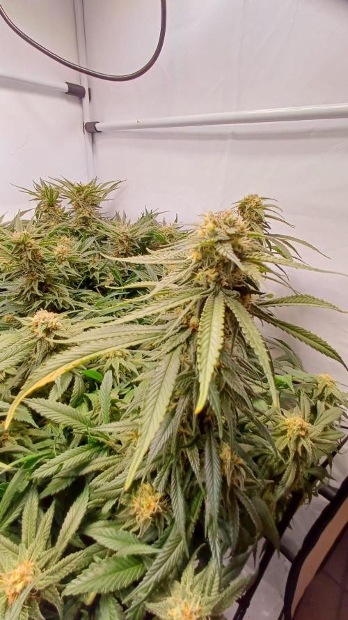 Blackberry Moonrocks [Söltjer Berry]. Week 14