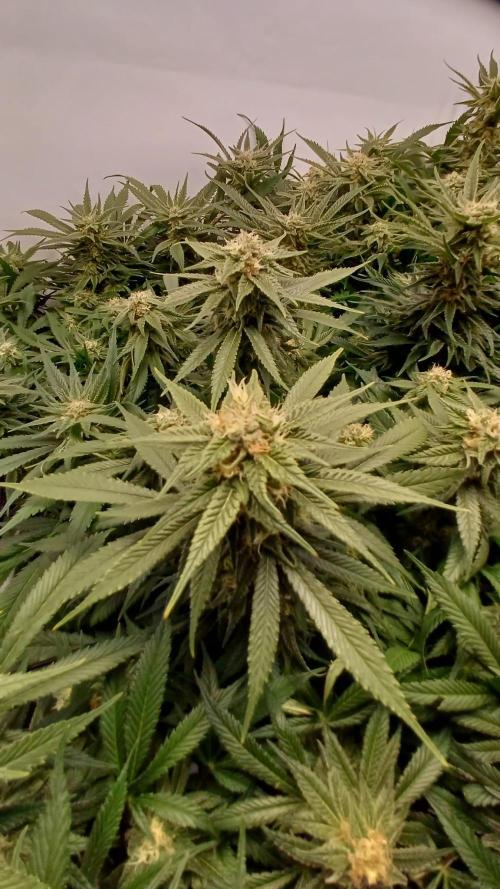 Blackberry Moonrocks [Söltjer Berry]. Week 14