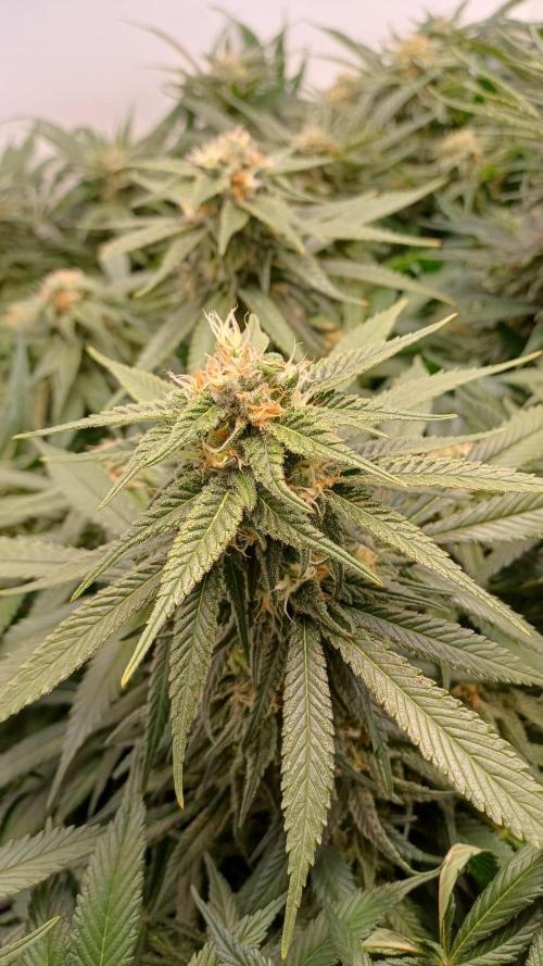 Blackberry Moonrocks [Söltjer Berry]. Week 14