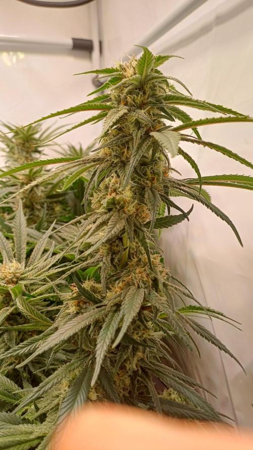 Blackberry Moonrocks [Söltjer Berry]. Week 14