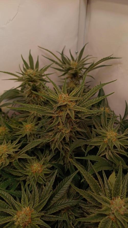 Blackberry Moonrocks [Söltjer Berry]. Week 14