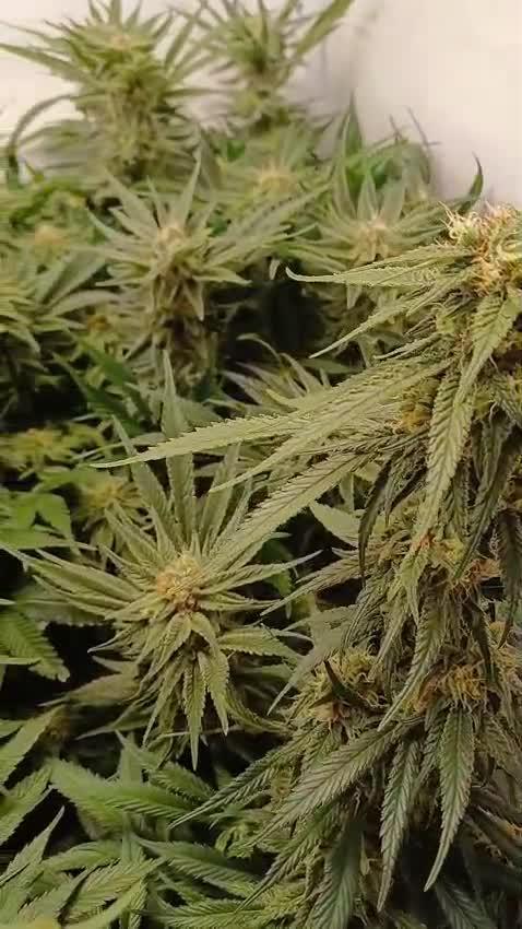 Blackberry Moonrocks [Söltjer Berry]