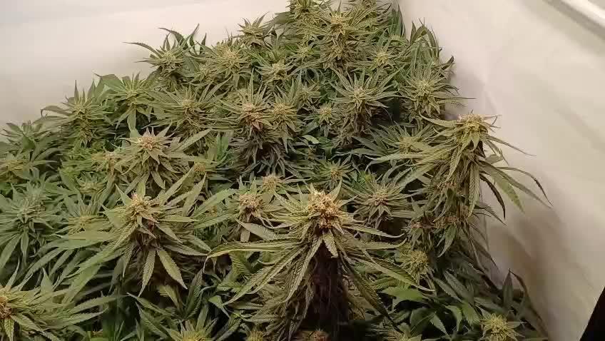 Blackberry Moonrocks [Söltjer Berry]