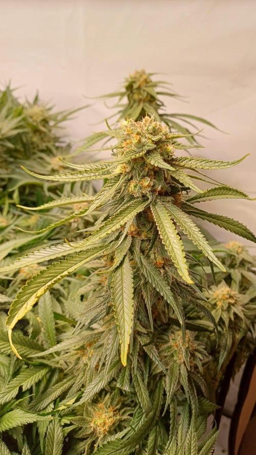 Blackberry Moonrocks [Söltjer Berry]. Week 15