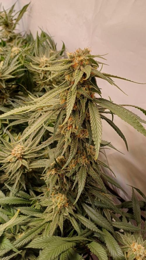 Blackberry Moonrocks [Söltjer Berry]. Week 15