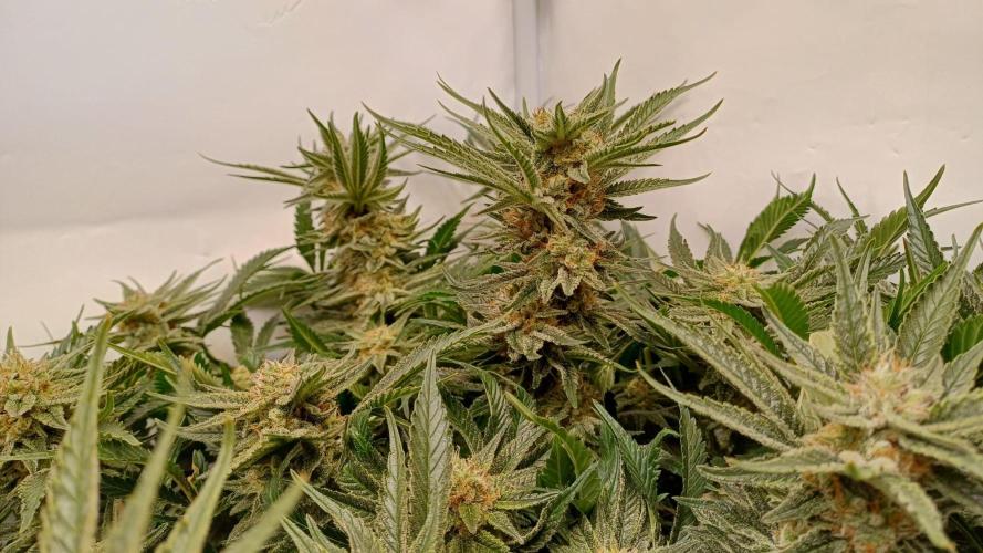 Blackberry Moonrocks [Söltjer Berry]. Week 15