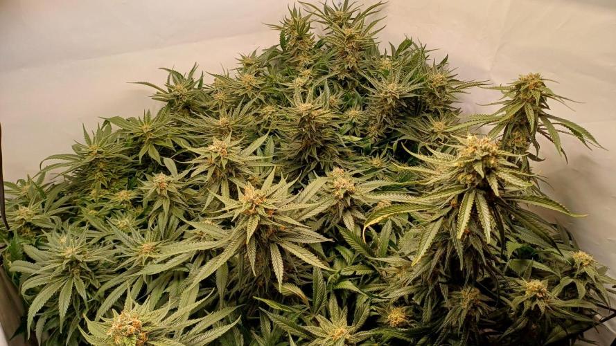 Blackberry Moonrocks [Söltjer Berry]. Week 15