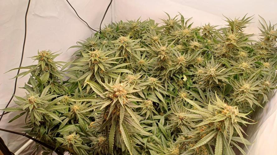 Blackberry Moonrocks [Söltjer Berry]. Week 15