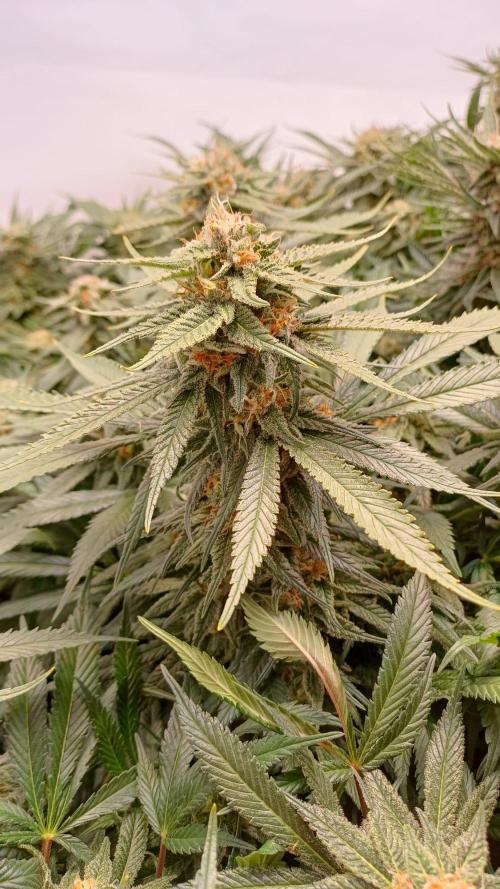 Blackberry Moonrocks [Söltjer Berry]. Week 15