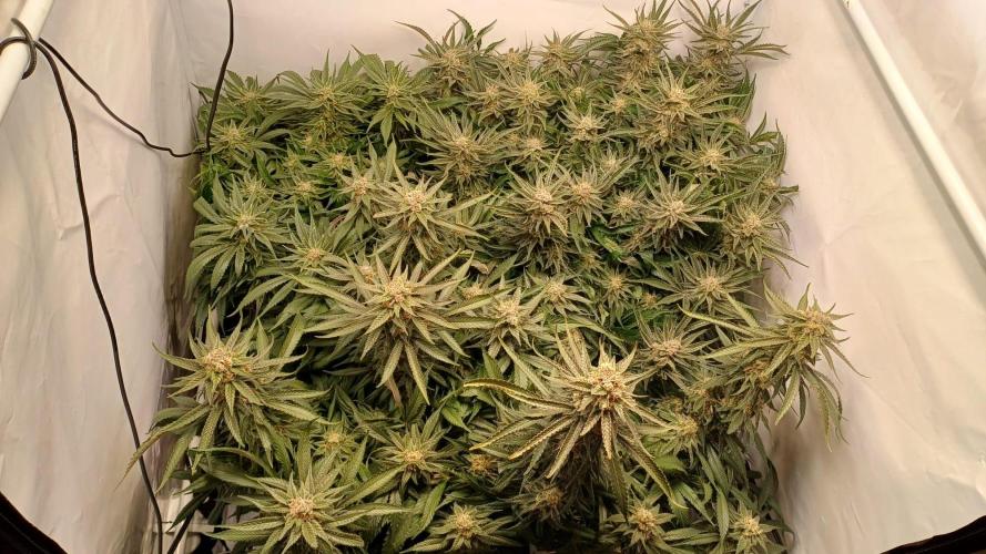 Blackberry Moonrocks [Söltjer Berry]. Week 16