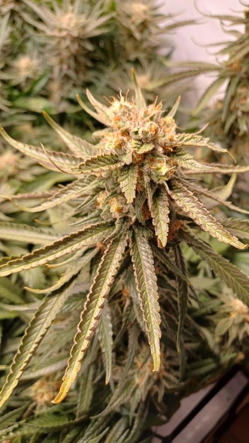 Blackberry Moonrocks [Söltjer Berry]. Week 16