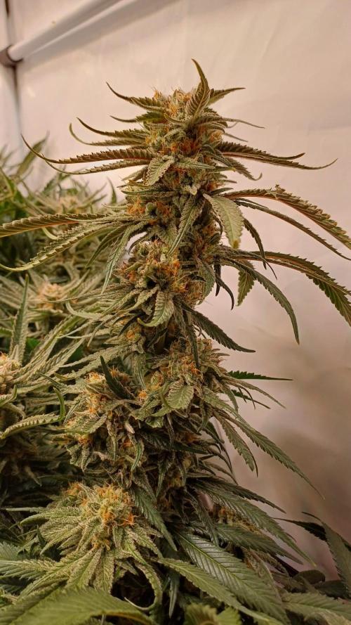 Blackberry Moonrocks [Söltjer Berry]. Week 16