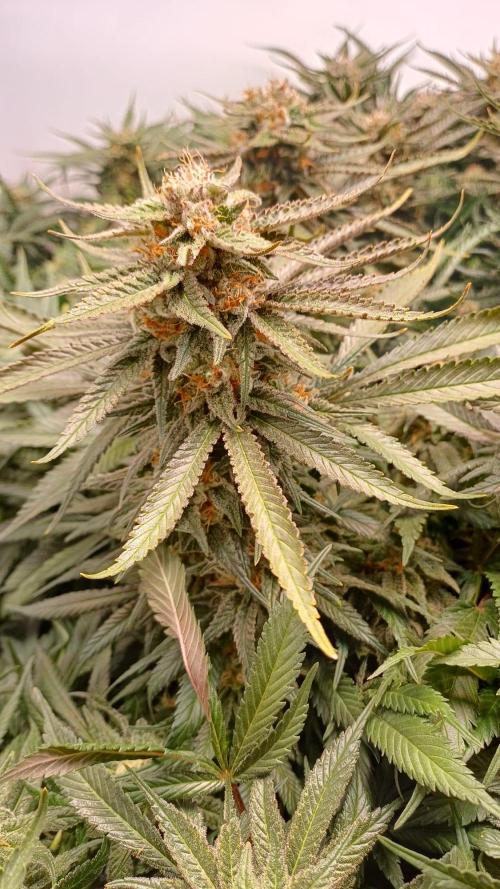 Blackberry Moonrocks [Söltjer Berry]. Week 16