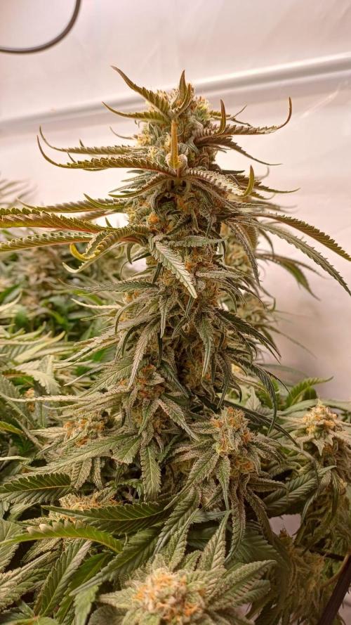 Blackberry Moonrocks [Söltjer Berry]. Week 16