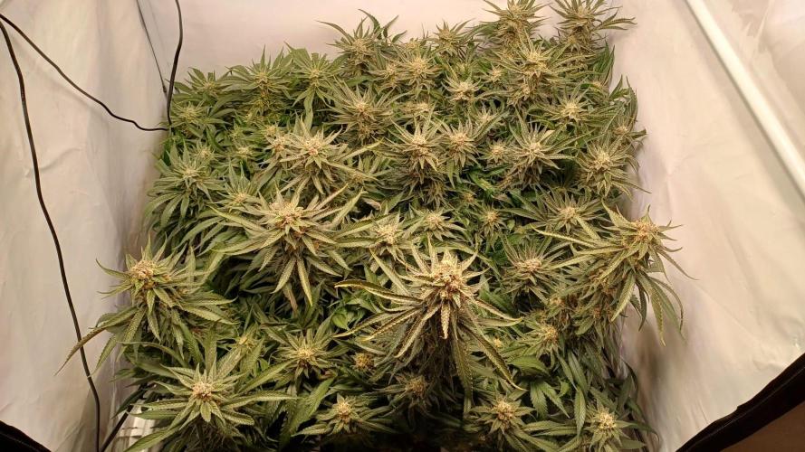 Blackberry Moonrocks [Söltjer Berry]. Week 16