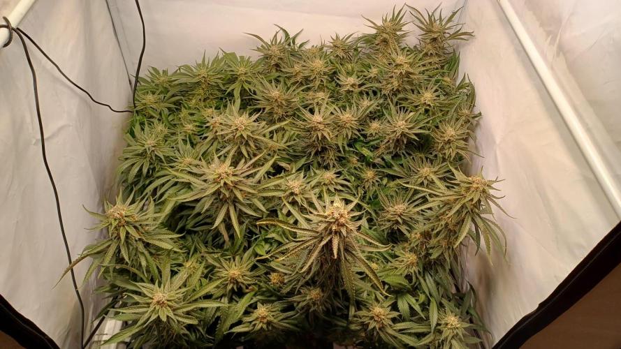 Blackberry Moonrocks [Söltjer Berry]. Week 16