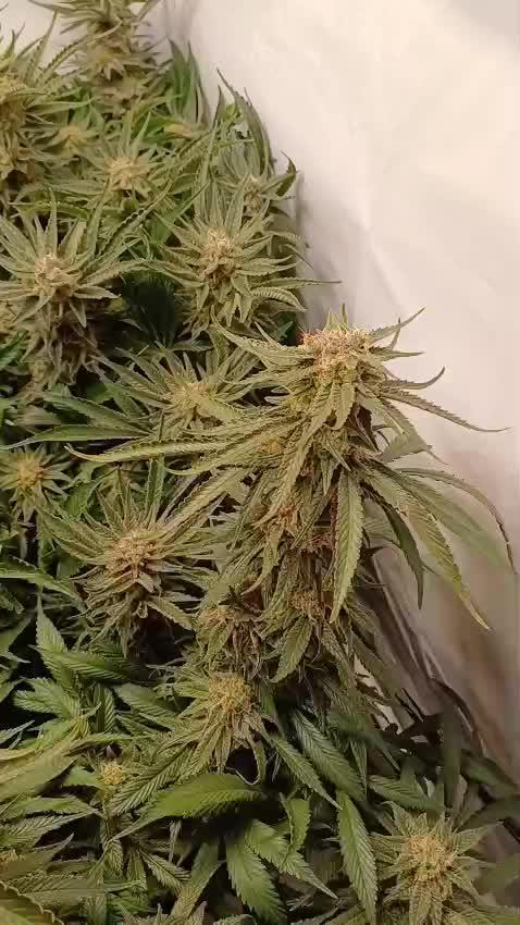 Blackberry Moonrocks [Söltjer Berry]