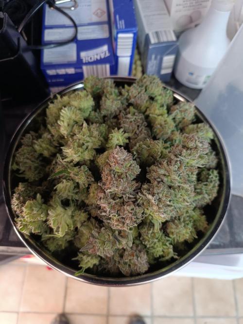 Blackberry Moonrocks [Söltjer Berry]. Week 17