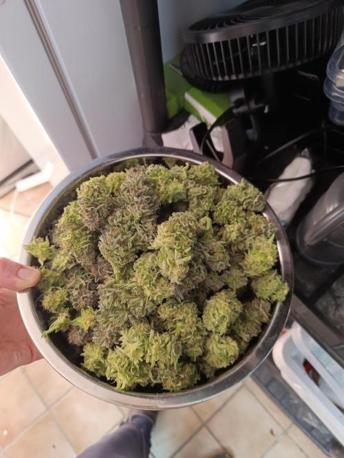 Blackberry Moonrocks [Söltjer Berry]. Week 17