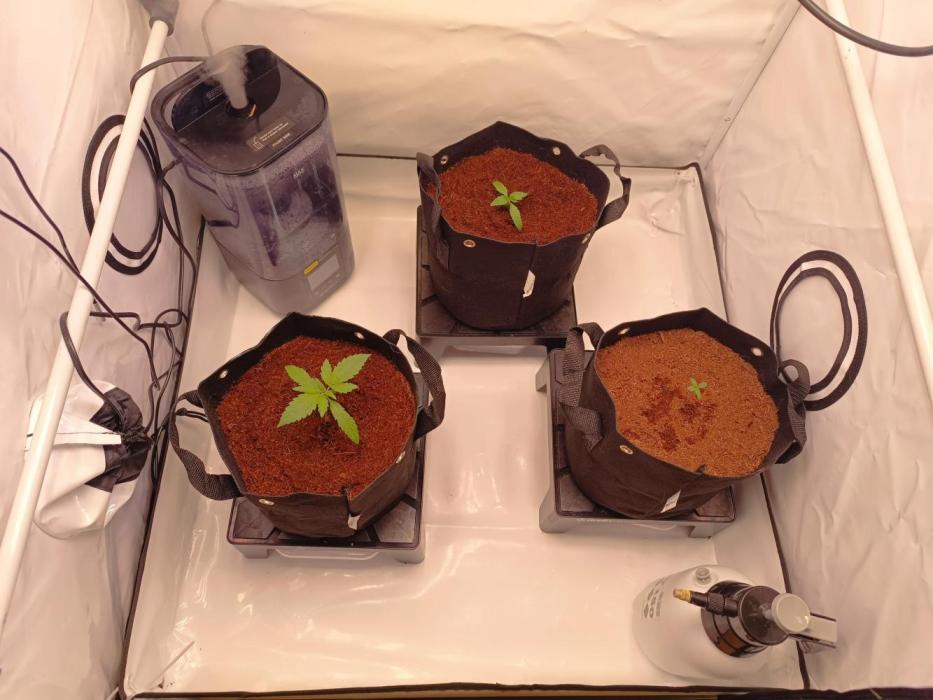 Cherry Cola Auto RF3 &LemonCherryCookies. Week 2