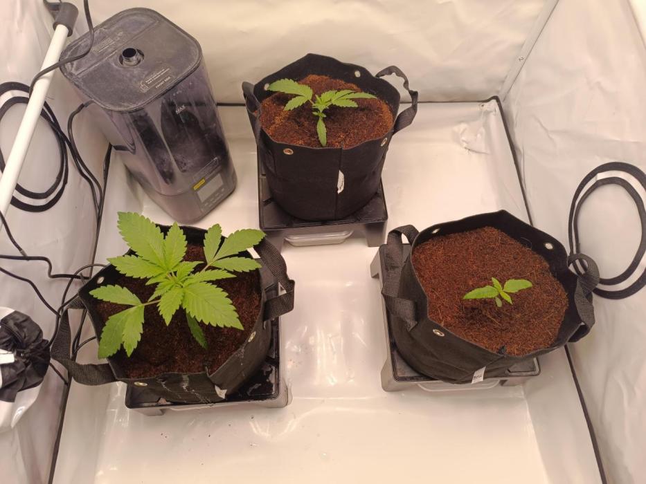 Cherry Cola Auto RF3 &LemonCherryCookies. Week 3
