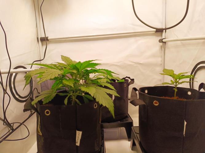 Cherry Cola Auto RF3 &LemonCherryCookies. Week 4