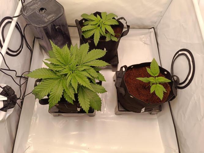 Cherry Cola Auto RF3 &LemonCherryCookies. Week 4