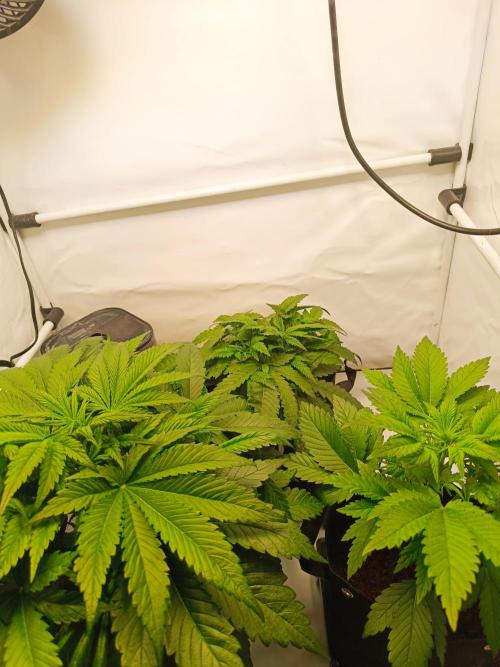 Cherry Cola Auto RF3 &LemonCherryCookies. Week 5