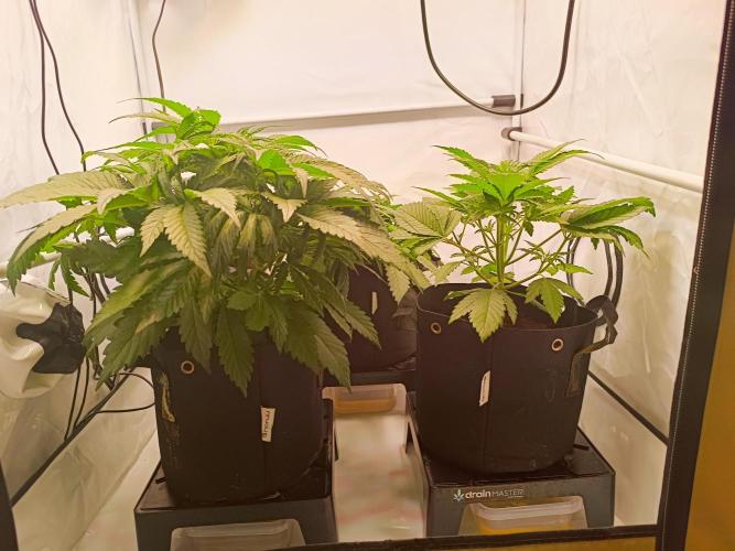 Cherry Cola Auto RF3 &LemonCherryCookies. Week 5