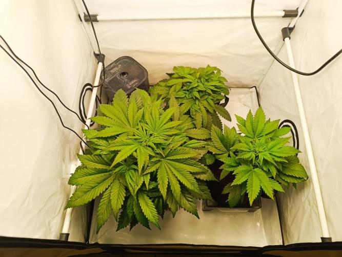 Cherry Cola Auto RF3 &LemonCherryCookies. Week 5