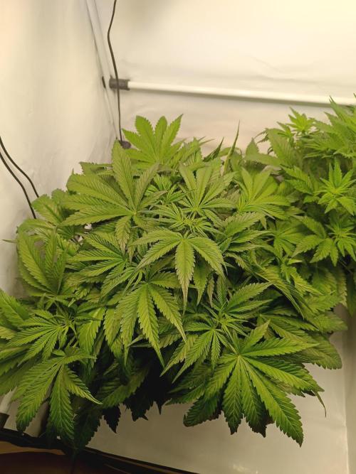 Cherry Cola Auto RF3 &LemonCherryCookies. Week 6 - Cherry Cola rf3