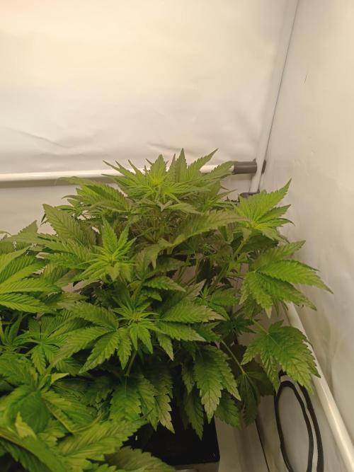 Cherry Cola Auto RF3 &LemonCherryCookies. Week 6 - Lemon Cherry Cookies 