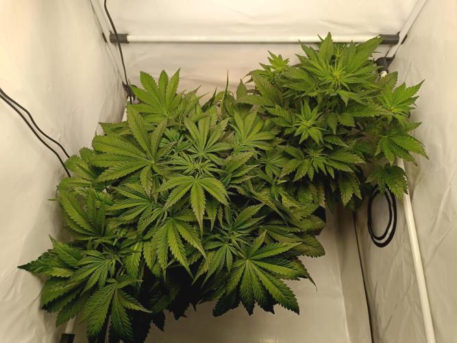 Cherry Cola Auto RF3 &LemonCherryCookies. Week 6 - Links CC.RF3, rechts LCC