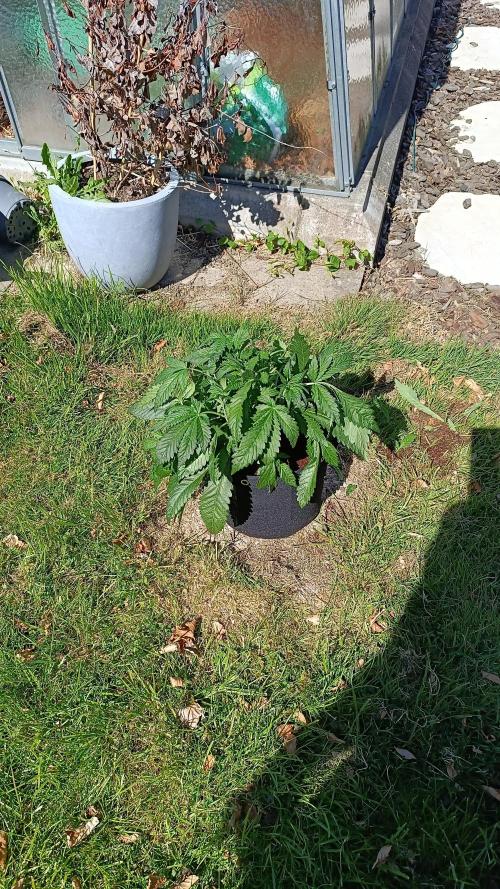 Cherry Cola Auto RF3 &LemonCherryCookies. Week 6 - Tagsüber darf sie draußen stehen,abends kommt sie ins Gewächshaus bis Ende Mai.
