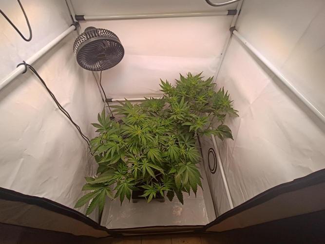 Cherry Cola Auto RF3 &LemonCherryCookies. Week 7