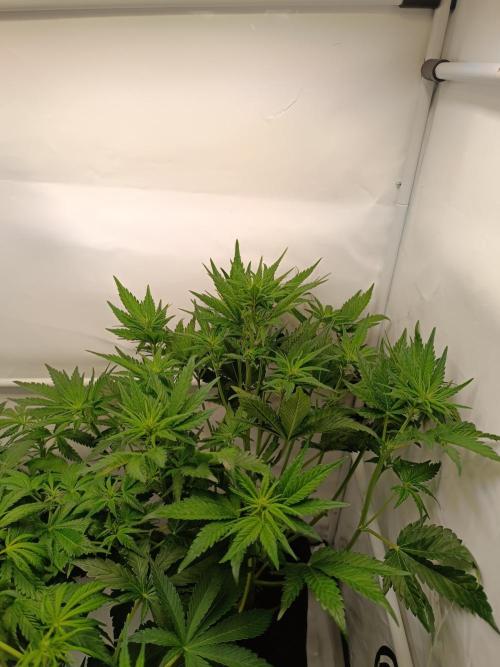 Cherry Cola Auto RF3 &LemonCherryCookies. Week 7