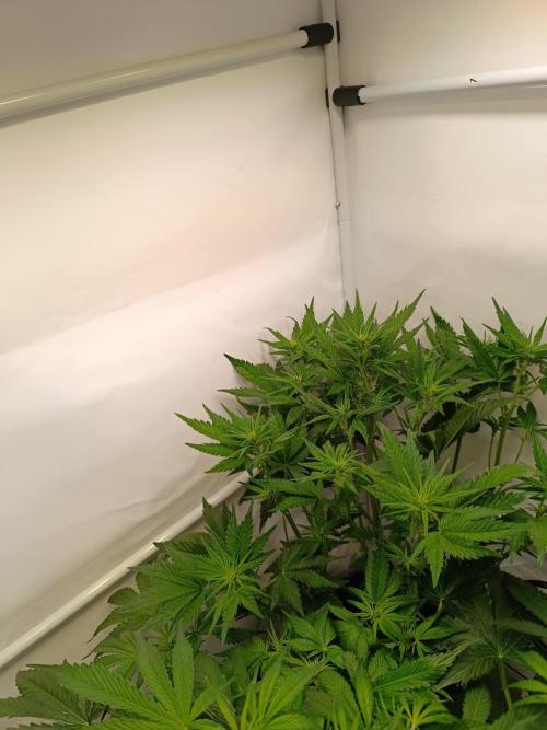 Cherry Cola Auto RF3 &LemonCherryCookies. Week 7