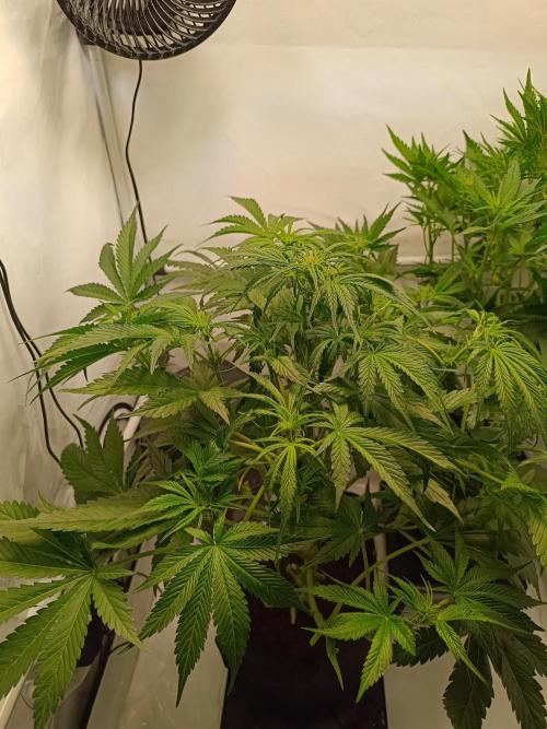 Cherry Cola Auto RF3 &LemonCherryCookies. Week 7
