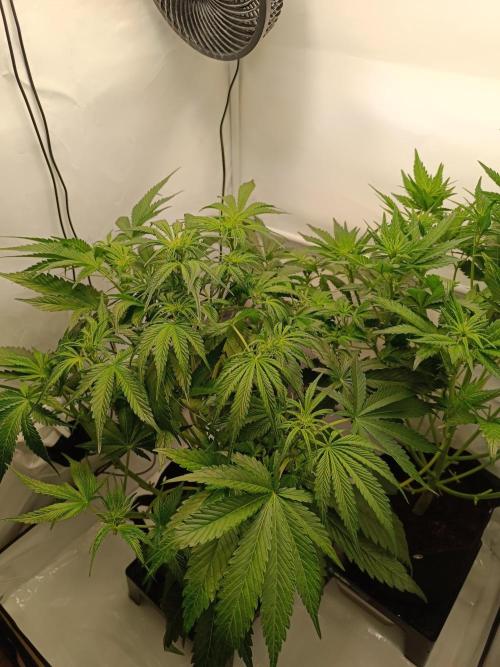 Cherry Cola Auto RF3 &LemonCherryCookies. Week 7