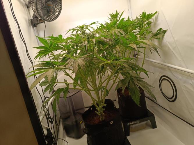 Cherry Cola Auto RF3 &LemonCherryCookies. Week 7