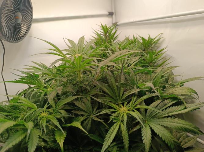 Cherry Cola Auto RF3 &LemonCherryCookies. Week 8