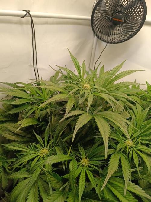 Cherry Cola Auto RF3 &LemonCherryCookies. Week 8