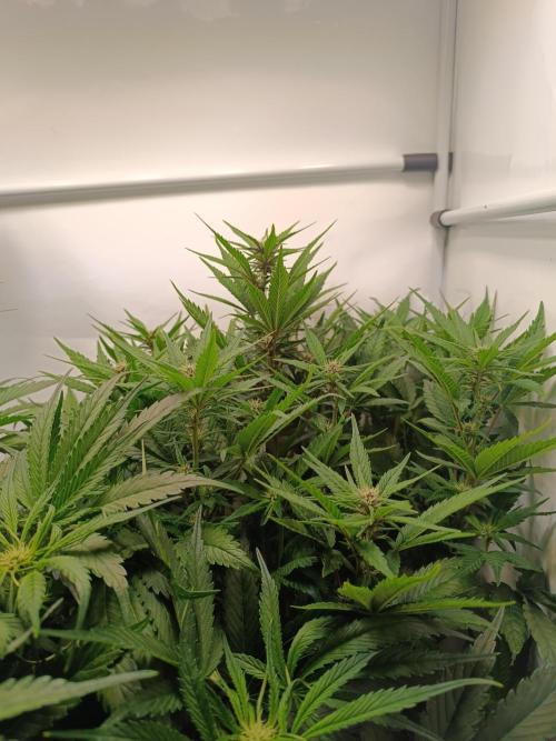 Cherry Cola Auto RF3 &LemonCherryCookies. Week 8