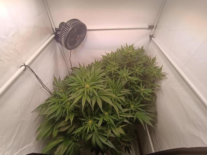 Cherry Cola Auto RF3 &LemonCherryCookies. Week 8