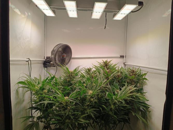 Cherry Cola Auto RF3 &LemonCherryCookies. Week 9