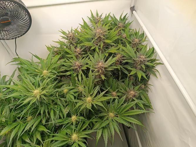Cherry Cola Auto RF3 &LemonCherryCookies. Week 9