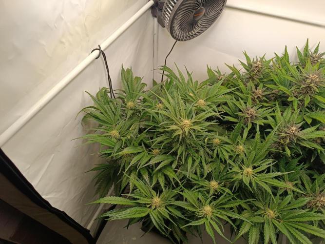 Cherry Cola Auto RF3 &LemonCherryCookies. Week 9